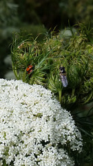 Beetles and a fly: Botanical gardens Adelaide