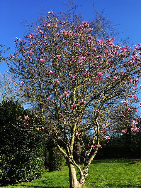 Magnolia du jardin