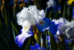 Mystical Blue Iris