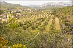 Olivenhaine in den Alpilles