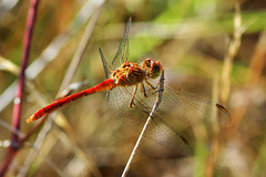 Southern Darter (Sympetrum meridionale) (2)