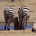 Matching Zebra bums