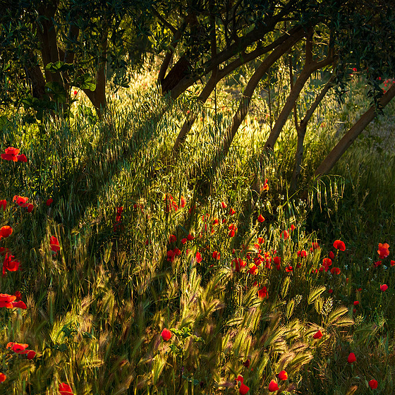 Printemps Printemps