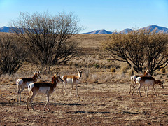 Arizona Pronghorn Antelope