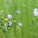 splendides fleurs de lin, dans un champ tout bleu