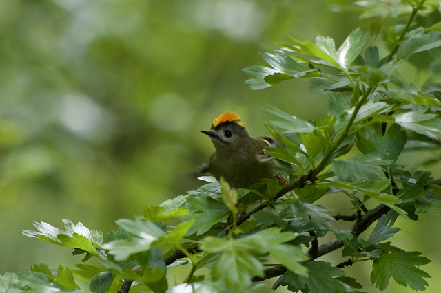 Displaying Goldcrests - touching distance away