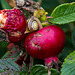 20140910 5072VRAw [NL] Gartenbänderschnecke, Rose (Hagebutte), Terschelling