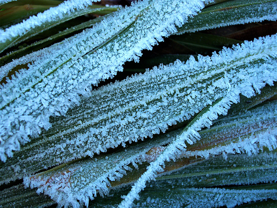 Brilliant hoar frost on leaves (2)