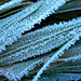 Brilliant hoar frost on leaves (2)