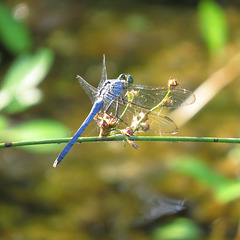Great blue skimmer (M)