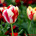 Tulips. A tribute to Joni Rip Puzzlers darling wife.  135 copy