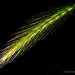 Barley Grass Seedhead