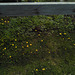 Petite fleurs sous clôture de bois / Small flowers below wooden fence  (Québec)