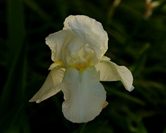 fascinants ces iris .....