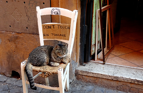 Rome is wonderfully feline , but...