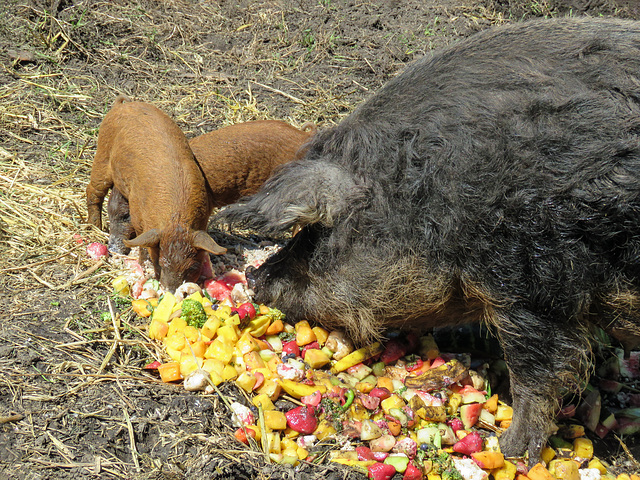 Mangalitsa sow and piglets