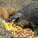 Mangalitsa sow and piglets
