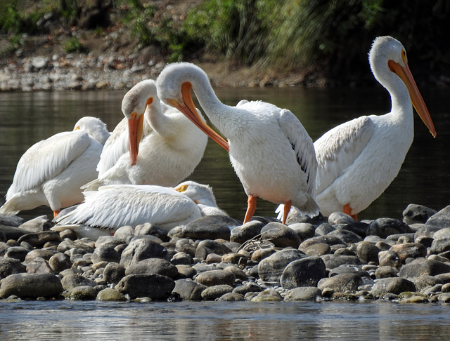 American White Pelicans / Pelecanus erythrorhynchos