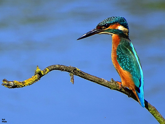 Young male, Common Kingfisher (Alcedo atthis) a decided air..!