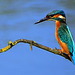 Young male, Common Kingfisher (Alcedo atthis) a decided air..!