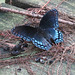 Red-spotted purple on fallen pawpaw