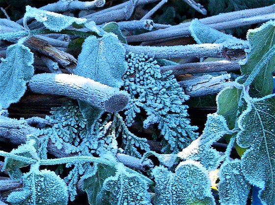 Frost on the leaves (2)