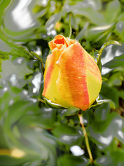 P1020718ab Rose bud