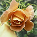 P1020720a Orange rose opening