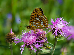Centaurée jacée visitée par un Papillon