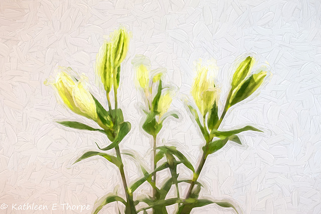 Oriental Lily Buds High Key Topaz Filter 092816-001