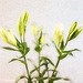 Oriental Lily Buds High Key Topaz Filter 092816-001