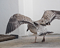 Young seagull