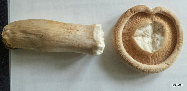 Yesterday's mushroom...Lactarius?