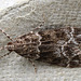 Moth IMG 3788