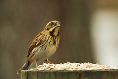 The unknown visitor(Now ID'd as a female reed bunting).