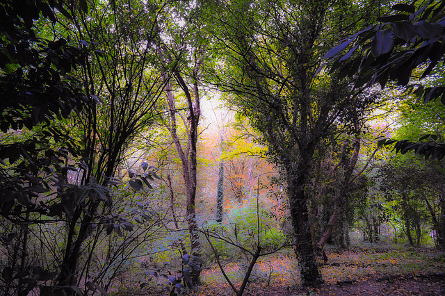Woods in Malmesbury