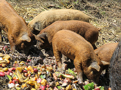 Mangalitsa piglets, about 5 weeks old