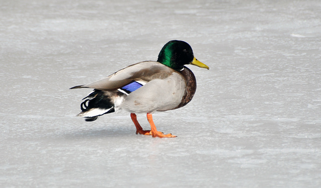 duck on ice DSC 8722