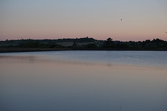 Swifts over the reservoir
