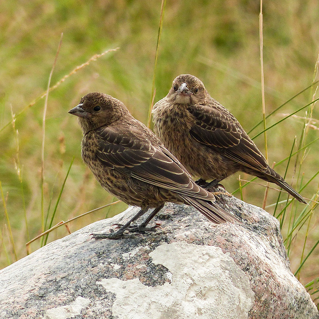 Young Brown-headed Cowbirds
