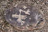 Thunderbird – Desert Botanical Garden, Papago Park, Phoenix, Arizona