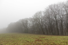 Misty hedgerow