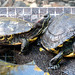Turtles at Iberostar Heritage Grand Mencey-1