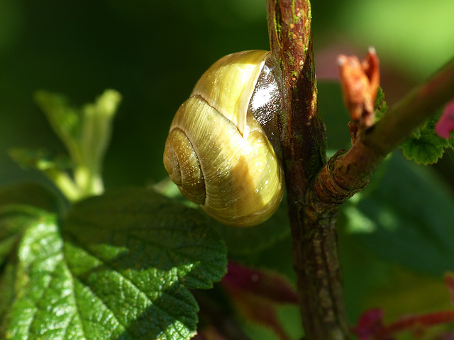 Snail Snail