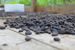 Trocknung der Kakao-Bohnen
