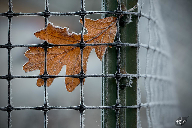 Pictures for Pam, Day 29: HFF! Leaf in Frosty Fence