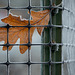 Pictures for Pam, Day 29: HFF! Leaf in Frosty Fence