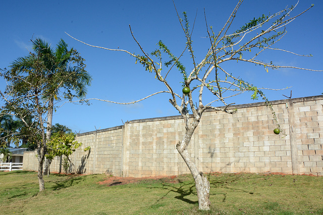 Dominican Republic, The Calabash Tree
