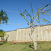 Dominican Republic, The Calabash Tree
