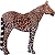 appaloosa